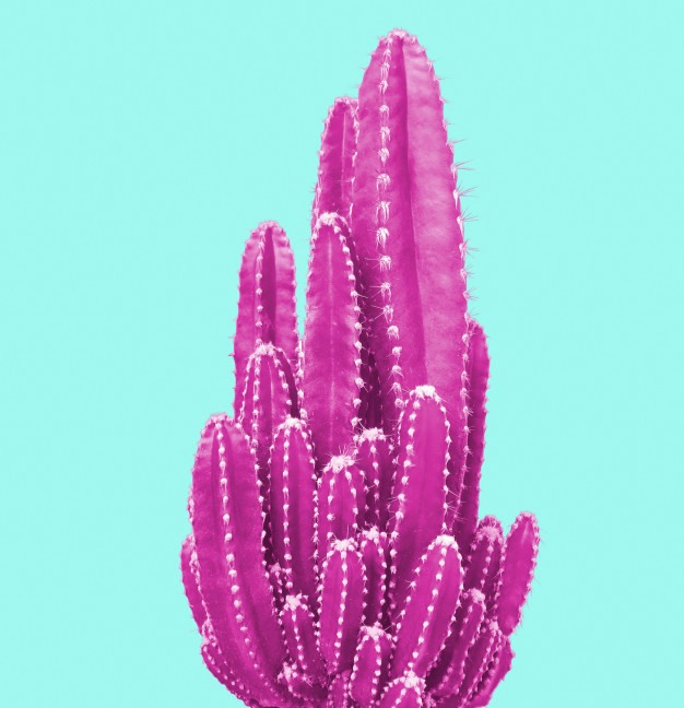 Micropoema Un cactus rosa de Stefano Carbone